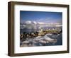 Gentoo Penguins on Wiencke Island, with Anvers Island in Distance, Antarctic Peninsula, Antarctica-Geoff Renner-Framed Photographic Print