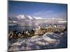 Gentoo Penguins on Wiencke Island, with Anvers Island in Distance, Antarctic Peninsula, Antarctica-Geoff Renner-Mounted Photographic Print