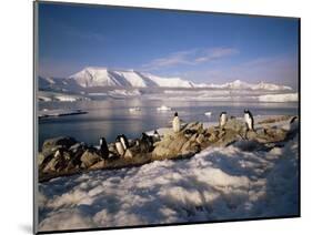 Gentoo Penguins on Wiencke Island, with Anvers Island in Distance, Antarctic Peninsula, Antarctica-Geoff Renner-Mounted Photographic Print