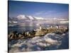 Gentoo Penguins on Wiencke Island, with Anvers Island in Distance, Antarctic Peninsula, Antarctica-Geoff Renner-Stretched Canvas