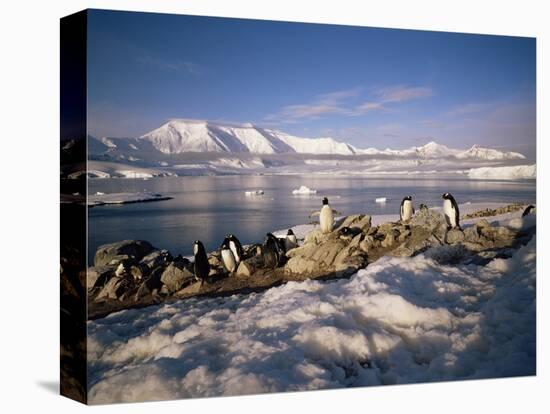 Gentoo Penguins on Wiencke Island, with Anvers Island in Distance, Antarctic Peninsula, Antarctica-Geoff Renner-Stretched Canvas