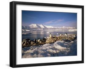 Gentoo Penguins on Wiencke Island, with Anvers Island in Distance, Antarctic Peninsula, Antarctica-Geoff Renner-Framed Premium Photographic Print