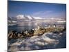 Gentoo Penguins on Wiencke Island, with Anvers Island in Distance, Antarctic Peninsula, Antarctica-Geoff Renner-Mounted Premium Photographic Print