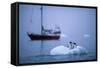 Gentoo Penguins Perching on Small Iceberg-Paul Souders-Framed Stretched Canvas