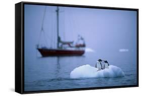 Gentoo Penguins Perching on Small Iceberg-Paul Souders-Framed Stretched Canvas