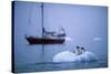 Gentoo Penguins Perching on Small Iceberg-Paul Souders-Stretched Canvas