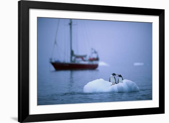 Gentoo Penguins Perching on Small Iceberg-Paul Souders-Framed Photographic Print