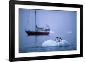 Gentoo Penguins Perching on Small Iceberg-Paul Souders-Framed Photographic Print