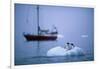 Gentoo Penguins Perching on Small Iceberg-Paul Souders-Framed Photographic Print