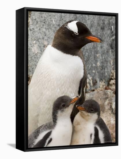 Gentoo Penguins, Petermann Island, Lemaire Channel, Antarctic Peninsula, Antarctica, Polar Regions-Sergio Pitamitz-Framed Stretched Canvas