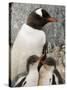 Gentoo Penguins, Petermann Island, Lemaire Channel, Antarctic Peninsula, Antarctica, Polar Regions-Sergio Pitamitz-Stretched Canvas