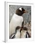 Gentoo Penguins, Petermann Island, Lemaire Channel, Antarctic Peninsula, Antarctica, Polar Regions-Sergio Pitamitz-Framed Photographic Print