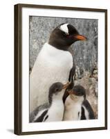 Gentoo Penguins, Petermann Island, Lemaire Channel, Antarctic Peninsula, Antarctica, Polar Regions-Sergio Pitamitz-Framed Photographic Print