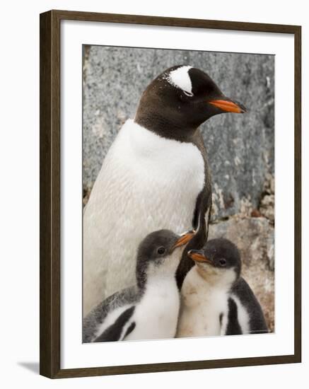 Gentoo Penguins, Petermann Island, Lemaire Channel, Antarctic Peninsula, Antarctica, Polar Regions-Sergio Pitamitz-Framed Photographic Print