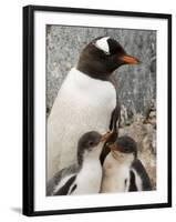 Gentoo Penguins, Petermann Island, Lemaire Channel, Antarctic Peninsula, Antarctica, Polar Regions-Sergio Pitamitz-Framed Photographic Print