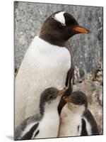 Gentoo Penguins, Petermann Island, Lemaire Channel, Antarctic Peninsula, Antarctica, Polar Regions-Sergio Pitamitz-Mounted Photographic Print