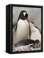 Gentoo Penguins, Petermann Island, Lemaire Channel, Antarctic Peninsula, Antarctica, Polar Regions-Sergio Pitamitz-Framed Stretched Canvas