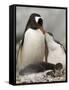 Gentoo Penguins, Petermann Island, Lemaire Channel, Antarctic Peninsula, Antarctica, Polar Regions-Sergio Pitamitz-Framed Stretched Canvas