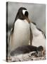 Gentoo Penguins, Petermann Island, Lemaire Channel, Antarctic Peninsula, Antarctica, Polar Regions-Sergio Pitamitz-Stretched Canvas