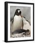 Gentoo Penguins, Petermann Island, Lemaire Channel, Antarctic Peninsula, Antarctica, Polar Regions-Sergio Pitamitz-Framed Photographic Print