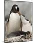 Gentoo Penguins, Petermann Island, Lemaire Channel, Antarctic Peninsula, Antarctica, Polar Regions-Sergio Pitamitz-Mounted Photographic Print