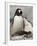 Gentoo Penguins, Petermann Island, Lemaire Channel, Antarctic Peninsula, Antarctica, Polar Regions-Sergio Pitamitz-Framed Photographic Print