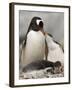 Gentoo Penguins, Petermann Island, Lemaire Channel, Antarctic Peninsula, Antarctica, Polar Regions-Sergio Pitamitz-Framed Photographic Print