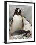 Gentoo Penguins, Petermann Island, Lemaire Channel, Antarctic Peninsula, Antarctica, Polar Regions-Sergio Pitamitz-Framed Photographic Print