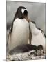 Gentoo Penguins, Petermann Island, Lemaire Channel, Antarctic Peninsula, Antarctica, Polar Regions-Sergio Pitamitz-Mounted Photographic Print