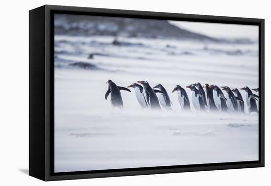 Gentoo Penguins (Pygocelis papua papua) walking on the beach, Sea Lion Island, Falkland Islands-Marco Simoni-Framed Stretched Canvas