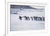 Gentoo Penguins (Pygocelis papua papua) walking on the beach, Sea Lion Island, Falkland Islands-Marco Simoni-Framed Photographic Print