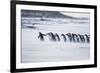 Gentoo Penguins (Pygocelis papua papua) walking on the beach, Sea Lion Island, Falkland Islands-Marco Simoni-Framed Photographic Print