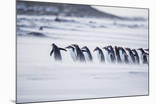 Gentoo Penguins (Pygocelis papua papua) walking on the beach, Sea Lion Island, Falkland Islands-Marco Simoni-Mounted Photographic Print