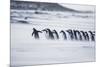 Gentoo Penguins (Pygocelis papua papua) walking on the beach, Sea Lion Island, Falkland Islands-Marco Simoni-Mounted Photographic Print