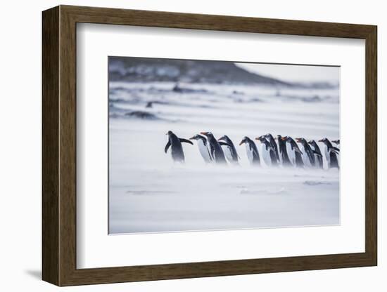 Gentoo Penguins (Pygocelis papua papua) walking on the beach, Sea Lion Island, Falkland Islands-Marco Simoni-Framed Photographic Print
