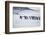 Gentoo Penguins (Pygocelis papua papua) walking on the beach, Sea Lion Island, Falkland Islands-Marco Simoni-Framed Photographic Print