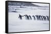 Gentoo Penguins (Pygocelis papua papua) walking on the beach, Sea Lion Island, Falkland Islands-Marco Simoni-Framed Stretched Canvas