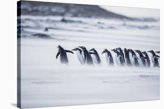 Gentoo Penguins (Pygocelis papua papua) walking on the beach, Sea Lion Island, Falkland Islands-Marco Simoni-Stretched Canvas
