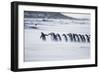 Gentoo Penguins (Pygocelis papua papua) walking on the beach, Sea Lion Island, Falkland Islands-Marco Simoni-Framed Photographic Print