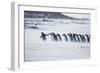 Gentoo Penguins (Pygocelis papua papua) walking on the beach, Sea Lion Island, Falkland Islands-Marco Simoni-Framed Photographic Print