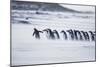 Gentoo Penguins (Pygocelis papua papua) walking on the beach, Sea Lion Island, Falkland Islands-Marco Simoni-Mounted Photographic Print