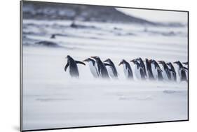 Gentoo Penguins (Pygocelis papua papua) walking on the beach, Sea Lion Island, Falkland Islands-Marco Simoni-Mounted Photographic Print