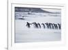 Gentoo Penguins (Pygocelis papua papua) walking on the beach, Sea Lion Island, Falkland Islands-Marco Simoni-Framed Photographic Print