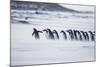 Gentoo Penguins (Pygocelis papua papua) walking on the beach, Sea Lion Island, Falkland Islands-Marco Simoni-Mounted Photographic Print