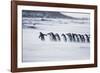 Gentoo Penguins (Pygocelis papua papua) walking on the beach, Sea Lion Island, Falkland Islands-Marco Simoni-Framed Photographic Print