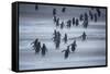 Gentoo Penguins (Pygocelis papua papua) walking, Sea Lion Island, Falkland Islands, South America-Marco Simoni-Framed Stretched Canvas