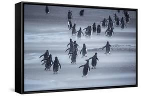 Gentoo Penguins (Pygocelis papua papua) walking, Sea Lion Island, Falkland Islands, South America-Marco Simoni-Framed Stretched Canvas