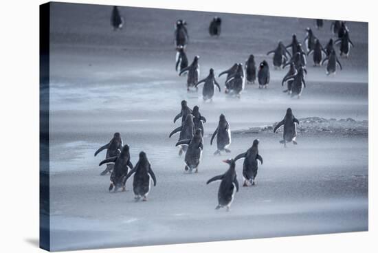 Gentoo Penguins (Pygocelis papua papua) walking, Sea Lion Island, Falkland Islands, South America-Marco Simoni-Stretched Canvas