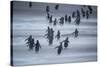 Gentoo Penguins (Pygocelis papua papua) walking, Sea Lion Island, Falkland Islands, South America-Marco Simoni-Stretched Canvas