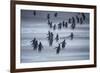 Gentoo Penguins (Pygocelis papua papua) walking, Sea Lion Island, Falkland Islands, South America-Marco Simoni-Framed Photographic Print